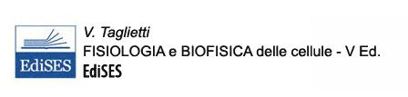 La terza ansa intracellulare contiene il dominio di interazione con la proteina G.