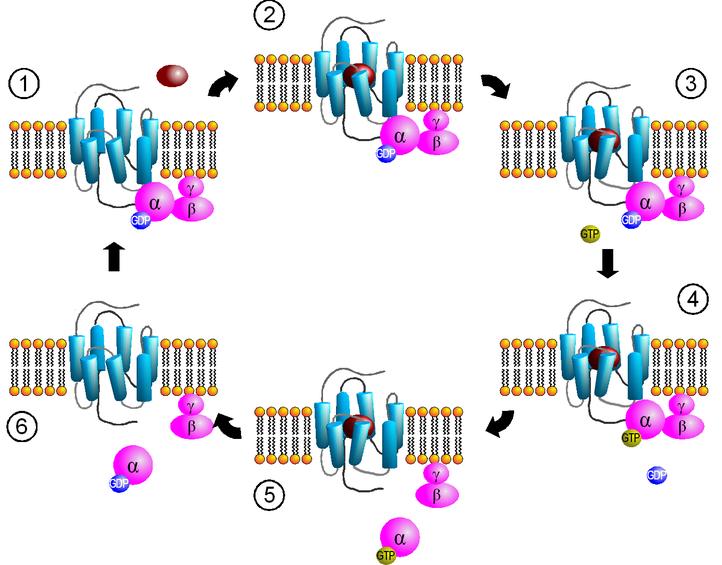 Recettori accoppiati a proteine G - Proteine G - La subunità α resta attiva e in grado di regolare proteine effettrici fino a quando non si verifica l idrolisi del GTP.