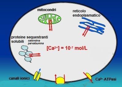 Gli ioni Ca 2+ come secondi (o terzi messaggeri) Liquido extracellulare L aumento della concentrazione citoplasmatica di calcio è determinato dall ingresso di Ca 2+ dal mezzo esterno e/o dal rilascio