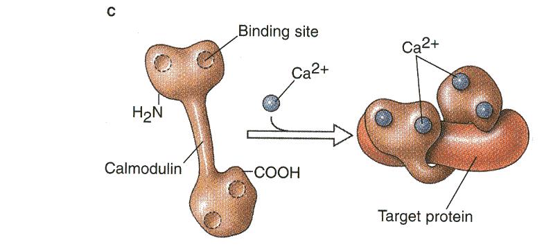 Gli ioni Ca 2+ come secondi (o terzi messaggeri) Calmodulina In numerosissime vie di segnalazione l azione del calcio è mediata dalla calmodulina.