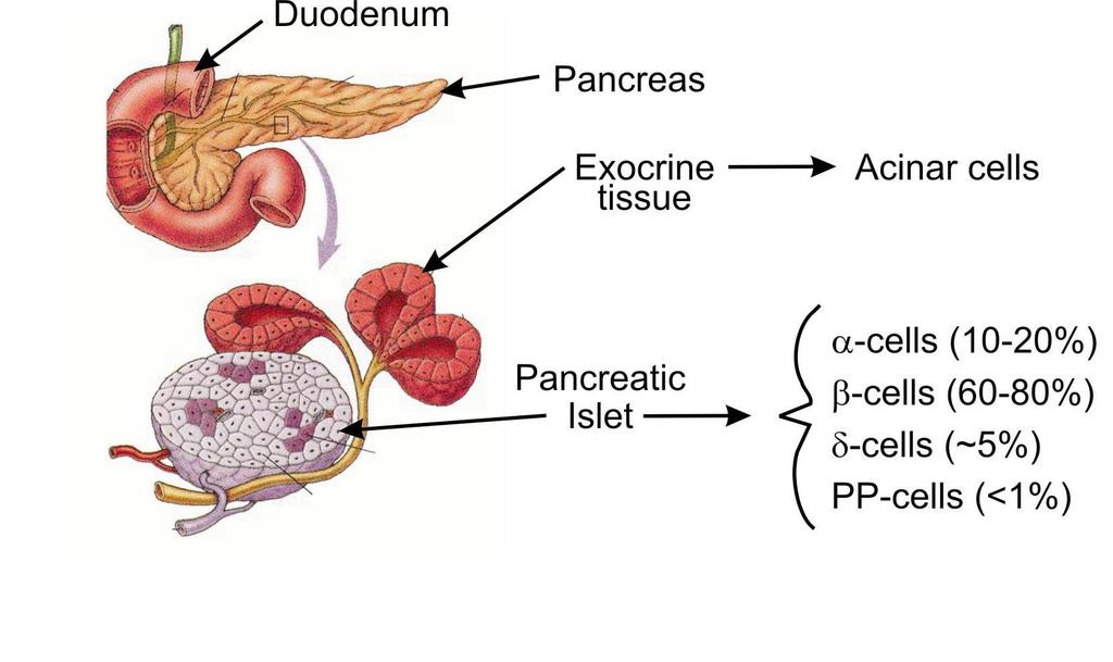 Pancreatic Islets within Pancreas a= glucagone; b=
