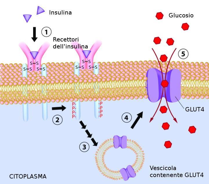 Recettori tirosinchinasici: recettore per l insulina Nelle cellule muscolari e negli adipociti il legame dell'insulina determina l'avvicinamento delle due subunità β e ne permette