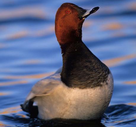 Nel delta veneto si stima che nelle sole valli da pesca sosti oltre il 60% degli uccelli acquatici svernanti.