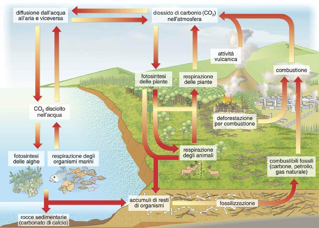 e composti chimici presenti nell ambiente terrestre la cui disponibilità è limitata.