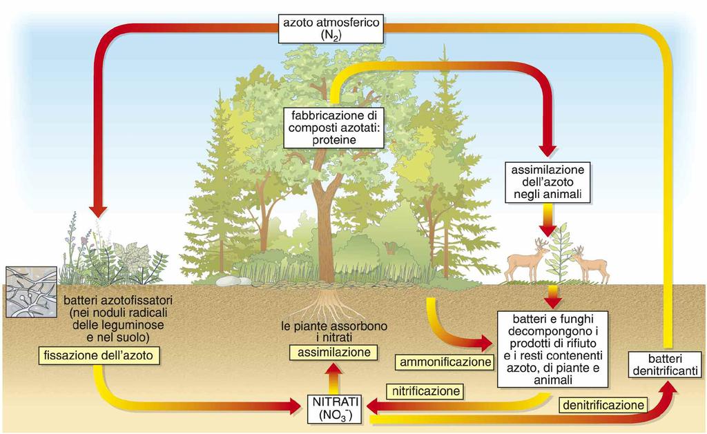 IL CICLO DELL AZOTO Va poi considerata una terza via di immissione, artificiale, di sali azotati nell ambiente, praticata dall uomo attraverso la fissazione industriale di azoto che permette di