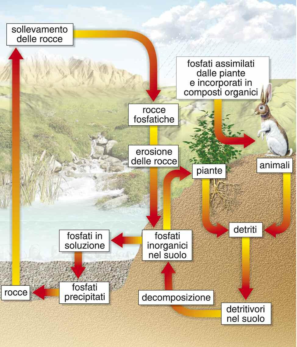 5 IL CICLO DEL FOSFORO nitrificazione.