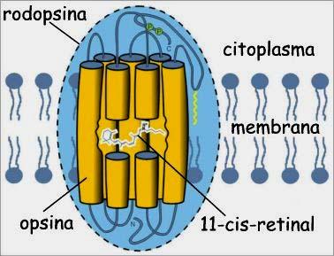 partecipa al meccanismo della visione come cofattore dei fotorettori della retina Nei