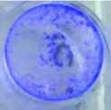 23-002 * Le cellule epatiche diventano trasparenti se containate dai virus. ALLERGENI Il test è stato effettuato facendo passare aria contenente pollini e pelo di gatto attraverso il sistea filtrante.