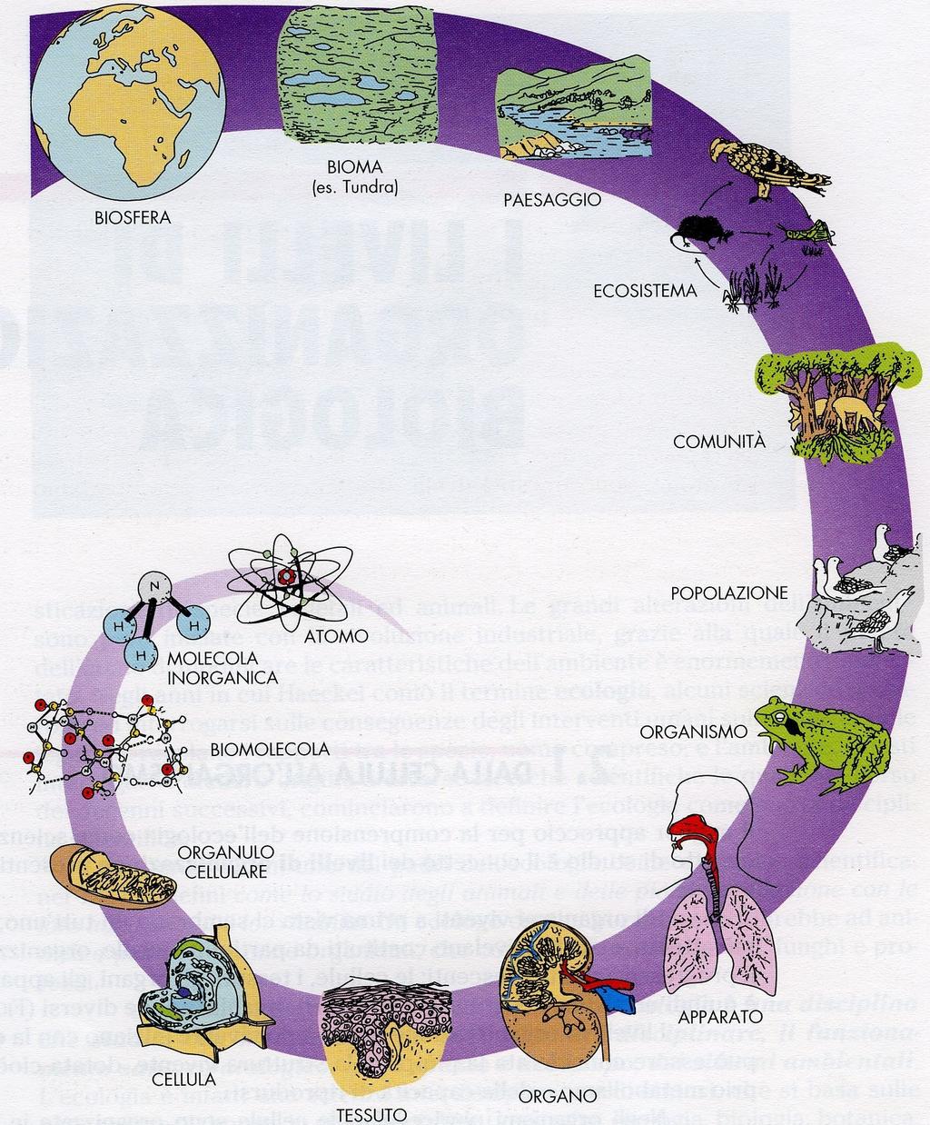 LIVELLI DI ORGANIZZAZIONE Un ecosistema può essere