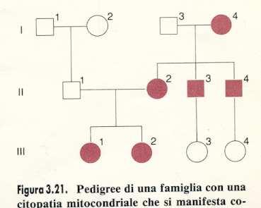 Epilessia mioclonica con fibre muscolari rosse