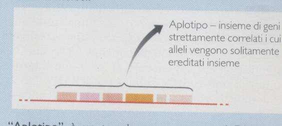 APLOTIPO Brown T Genomi