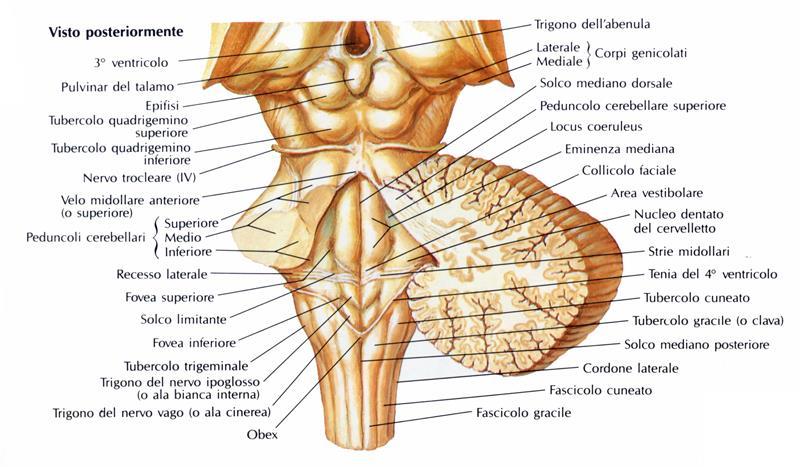 - La faccia inferiore, o pavimento del IV ventricolo, è in rapporto con la faccia posteriore del tronco cerebrale.