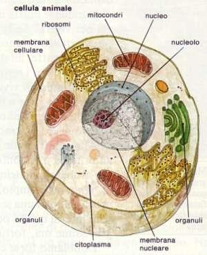 Cellula vegetale La cellula vegetale ha una parete che la delimita,
