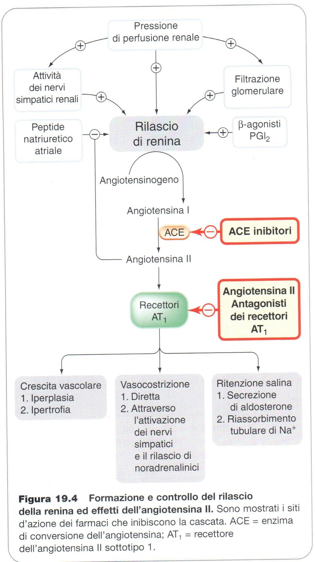 Angiotensina