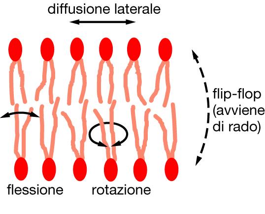Diffusione dei lipidi nel doppio strato I lipidi non migrano da uno strato all altro.