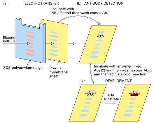 (Immunoblotting) SDS -