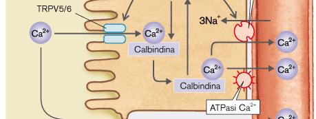 intestinale Potenzia l assorbimento Ca 2+ Potenzia l assorbimento di PO 4 3 1,25 (OH), ( ) 2 D 3 Aumenta l assorbimento di Ca 2+ e PO 3 4 Stimola l attività degli osteoblasti aumentando il deposito