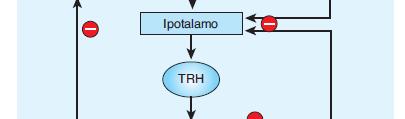 TSH secreto dalle cellule tireotrope dell adenoipofisi Il TSH agisce su