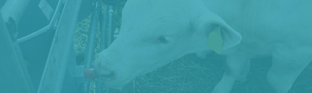 responsabile del progetto: De Grandis Dionigi Nuovo approccio alla gestione tecnico-economico-commerciale dell allevamento della vacca da latte nella pianura padana italiana.