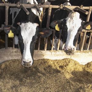 Per rispondere alle esigenze dei nostri allevamenti italiani si applicano metodiche innovative che raggiungono il soddisfacimento dei fabbisogni delle vacche BLAP, attraverso nuovi sistemi di