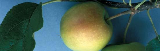 Da frutto noce a raccolta CARPOCAPSA E CIDIA Contro le larve: AFFIRM alla dose di 3,54 kg/ha