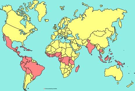 Il MERCATO DEL CACAO Consumo annuo medio pro-capite di cacao per aree geografiche: In Europa 1.868 kg a persona Nelle Americhe 1.197 kg a persona In Asia ed Oceania 0.106 kg a persona In Africa 0.