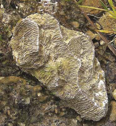 PERCHÈ A dire il vero - ma solo per chi tra voi vuole saperne di più - il blocco roccioso zeppo di fossili che si trova a Russiz è solo un pezzetto di un enorme barriera corallina vissuta 50 milioni