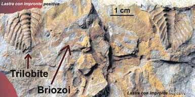 DOVE Per incontrare questi rarissimi strati rocciosi è sufficiente risalire la valle del Torrente Uqua, sopra Ugovizza, fino a raggiungere il nuovo Rifugio F.lli Nordio.