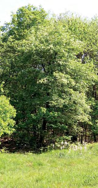 Pontinvrea Valli Teiro, Sansobbia, Orba, Erro PONTINVREA Forti, foreste, oro Ottocento abitanti in un area circondata dai boschi dell alta valle Erro, che per secoli hanno fornito il legname per i