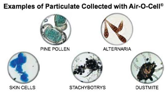 Contaminanti tipici dell aria dell ambiente confinato Allergeni e Patogeni sono presenti nell aria e sono aerotrasportati sotto forma di bioaerosol legati a polvere,