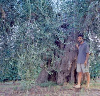 Il colore è verde con riflessi dorati, il profumo è erbaceo e il sapore delicato e leggermente piccante.