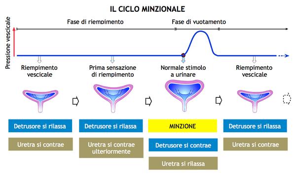 IL CICLO