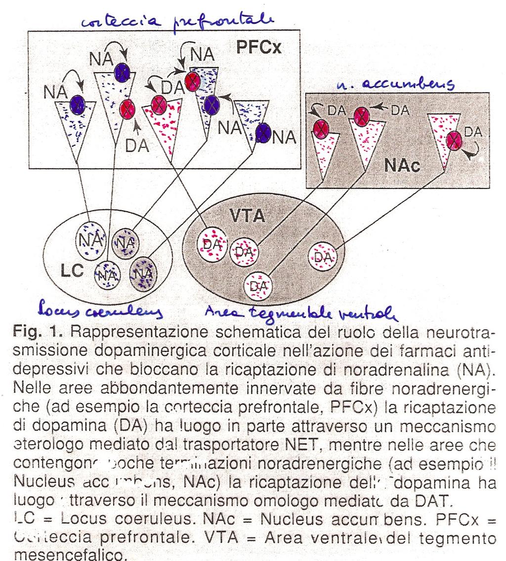 Ricaptazione della dopamina