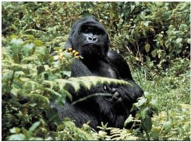 -OVUNQUE VIAGGI- UGANDA LA PERLA D AFRICA ITINERARIO DI 10 GIORNI E 7 NOTTI Questo itinerario vi consentirà di vedere l attrazione principale dell Uganda -I Gorilla di Montagna nella Foresta
