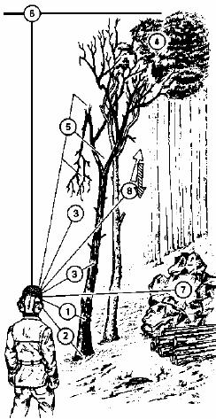 Azioni Preliminari l Abbattimento 1. Tipo di albero (specie, diametro, età, caratteristiche del legno, massa, stato di salute) 2.