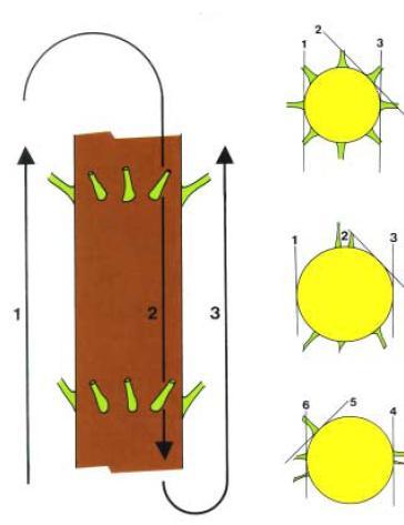 Sramatura e sezionatura Il taglio dei rami deve avvenire sottocorteccia altrimenti si lascia un moncherino (compreso nello spessore della corteccia) che può interferire sulla successiva