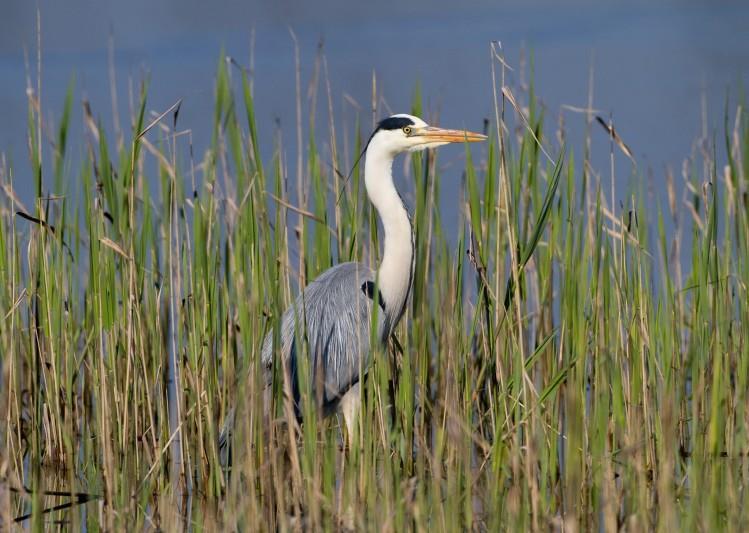 L'airone cenerino è un uccello un appartenente alla famiglia Ardeidae.