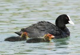 FOLAGA La Folaga è un uccello acquatico di colore nero: si distingue per una tipica macchia bianca sulla fronte (scudo) che riprende il colore chiaro del becco.