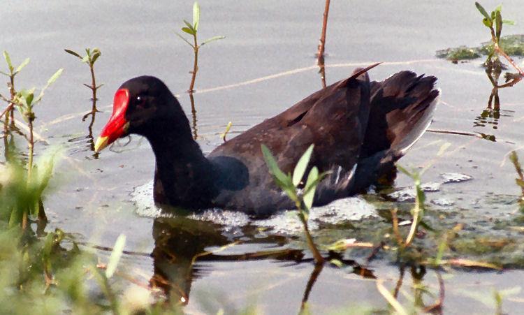 GALLINELLA D ACQUA La gallinella d'acqua si riconosce per il piumaggio nero nelle parti anteriori e marrone scuro sulla parte posteriore del corpo e sulle ali; il becco giallo è dotato alla base di