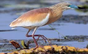 SGARZA CIUFFETTO Airone di medie dimensioni dal collo corto (come il guardabuoi) ha il piumaggio di colore bianco, marrone, e arancione. Il becco nel periodo riproduttivo diventa azzurro.