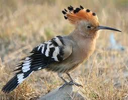 UPUPA L'upupa è un uccello bucerotiforme della famiglia degli Upupidi,nell'ambito della quale rappresenta l'unica specie vivente.
