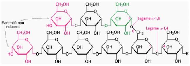 METABLISM DEL GLICGEN Il glicogeno è il carboidrato di deposito degli organismi animali, presente nel fegato (per il controllo della glicemia) e nel muscolo (dove fornisce energia per la contrazione).