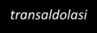 Ribulosio 5-fosfato epimerasi xilulosio 5-fosfato isomerasi Ribosio 5-fosfato transchetolasi Gliceraldeide 3-P transchetolasi Sedoeptulosio 7-P (zucchero a 7 atomi di carbonio) Fruttosio 6-P