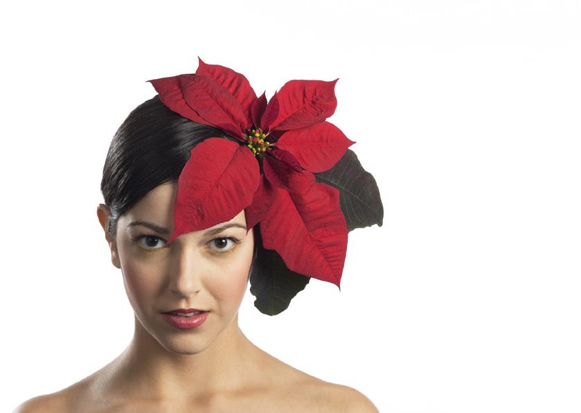 Poinsettie