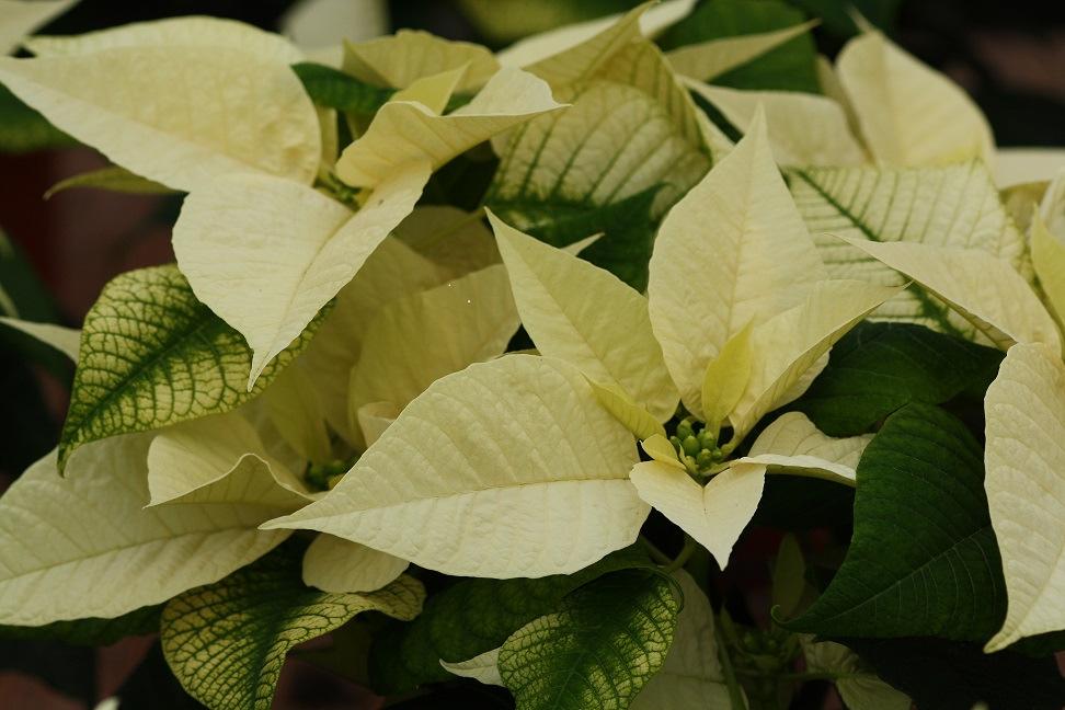 PRODUZIONE DELLA POINSETTIA: ASPETTI COLTURALI