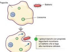 FAGOCITOSI