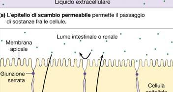 Transcitosi: endotelio capillare La permeabilità