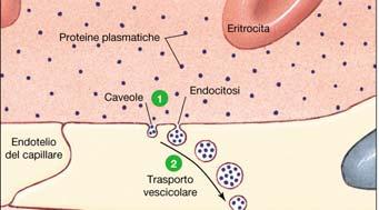 compartimenti (intracellulare e extracellulare)