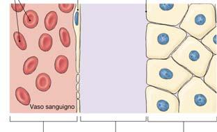 mm Na + K + Cl - HCO - 3 grandi anioni proteine