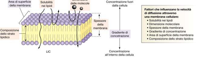 Permeabilità del doppio strato lipidico Idrofobiche O 2, CO 2, N 2